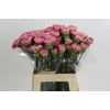 Dianthus St Lege Pink