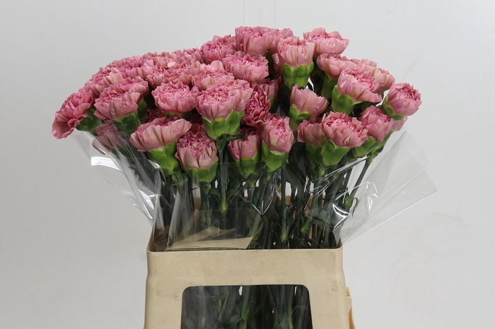 <h4>Dianthus St Lege Pink</h4>