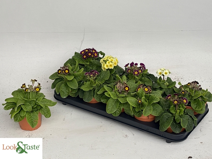 <h4>PRIM VER VERIS</h4>