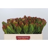 Leucadendron Laurel Yellow