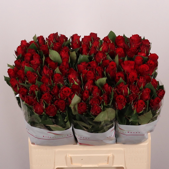 R Gr Red Torch X10 60cm