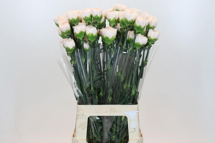 <h4>Dianthus St Brut</h4>