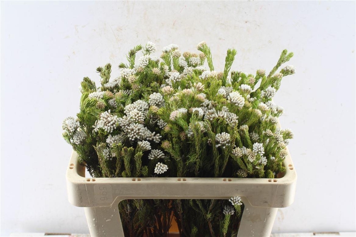 <h4>Kaaps Metalasia</h4>