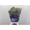 Limonium sinensis White Diamond