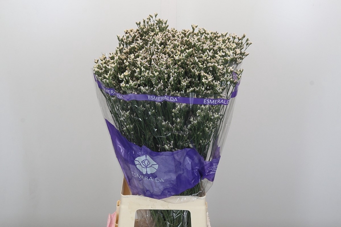 <h4>Limonium sinensis White Diamond</h4>