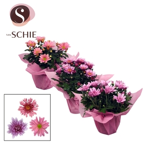 Chrysanne Pink Mix WRAP non woven