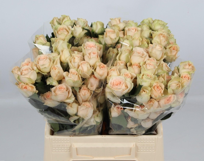 <h4>R TR SANCERRE</h4>