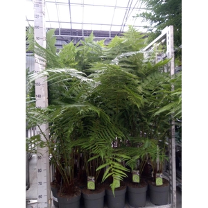 Dicksonia antarctica