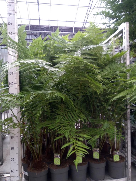 <h4>Dicksonia antarctica</h4>