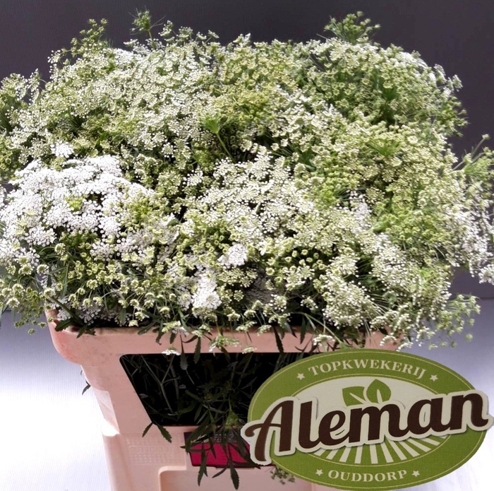 <h4>AMMI MAJUS GRACELAND</h4>