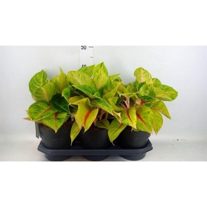 Aglaonema   ...