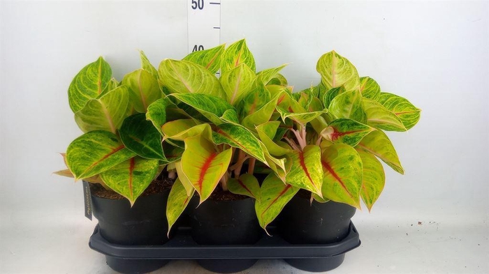 <h4>Aglaonema   ...</h4>