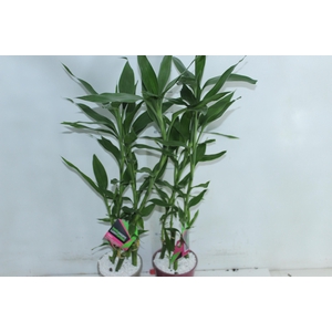 DRACENA LUCKY BAMBOO P12