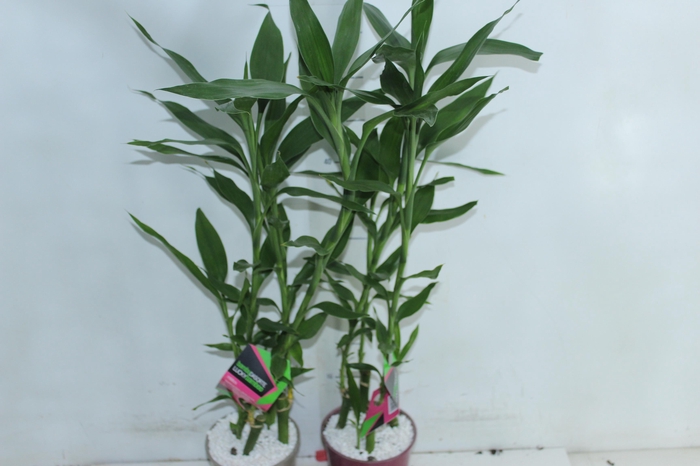 <h4>DRACENA LUCKY BAMBOO P12</h4>