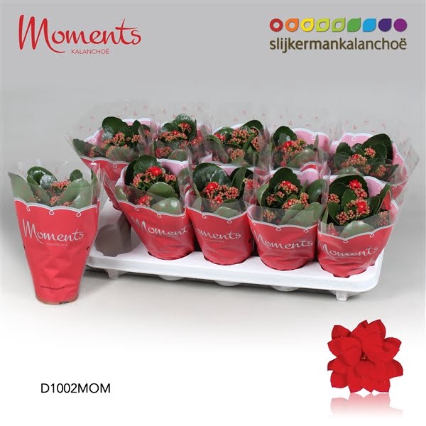 <h4>Kalanchoe Moments - Red</h4>