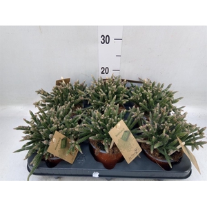 Rhipsalis baccifera subsp. horrida