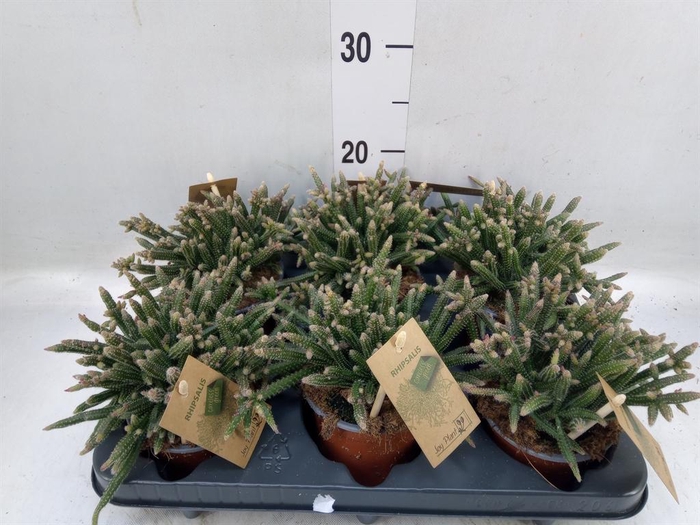 <h4>Rhipsalis baccifera subsp. horrida</h4>