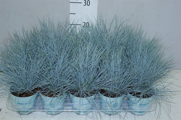 <h4>Festuca Gl. Compacta Blue</h4>