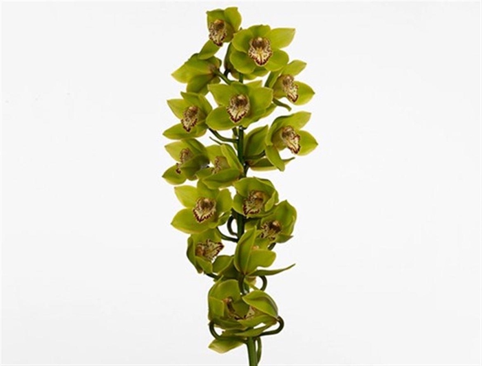 <h4>Cymb T Popeye</h4>