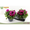Dahlia (Decorative Grp) Labella Medio Deep Pink