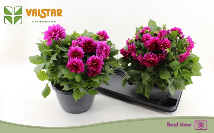 Dahlia (Decorative Grp) Labella Medio Deep Pink