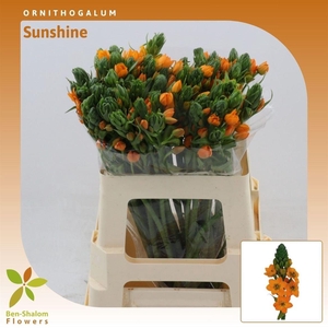 Ornithogalum Sunshine