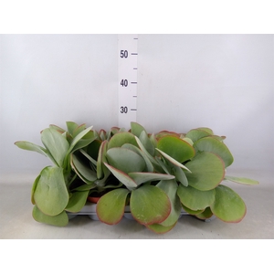 Kalanchoe NF thyrsiflora 'Red Lips'