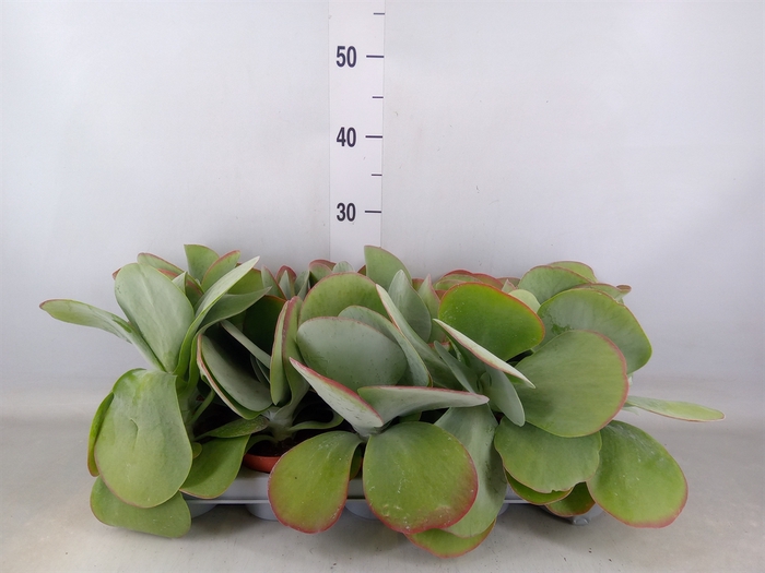 <h4>Kalanchoe NF thyrsiflora 'Red Lips'</h4>