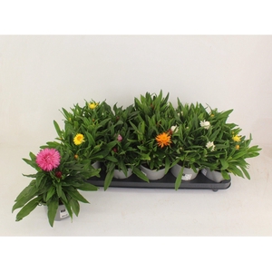 Bracteanta Mix in tray