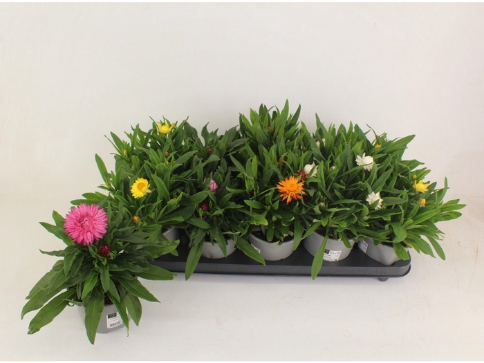 <h4>Bracteanta Mix in tray</h4>