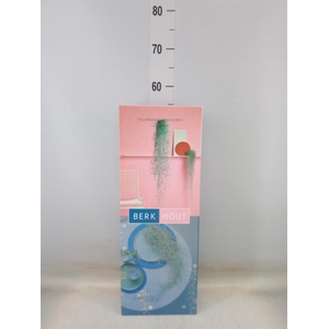 Tillandsia usneoides