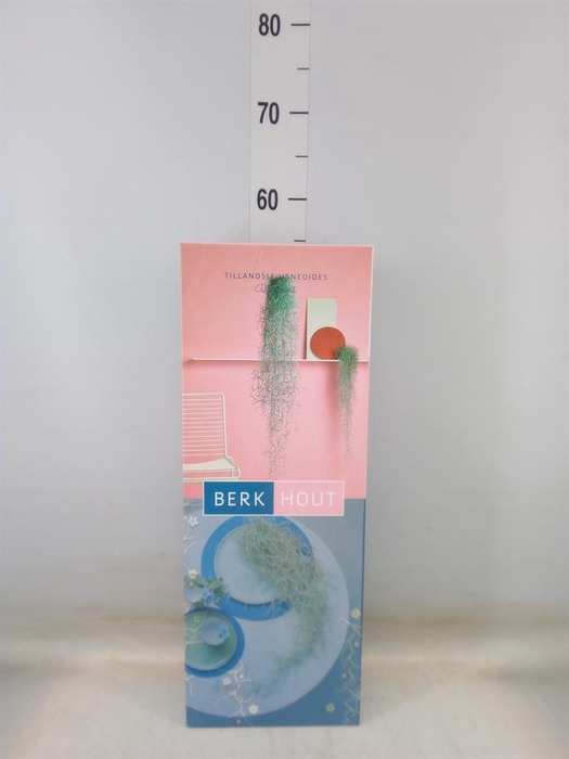 <h4>Tillandsia usneoides</h4>