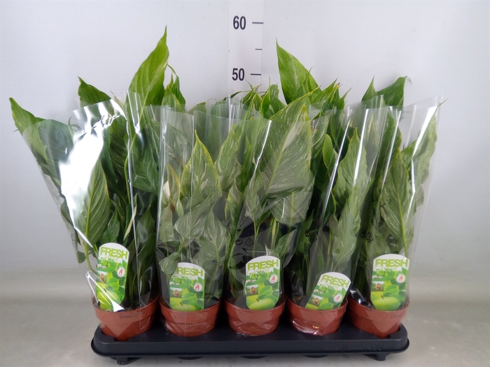 <h4>Spathiphyllum  'Diamond'</h4>