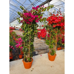 Bougainvillea overig