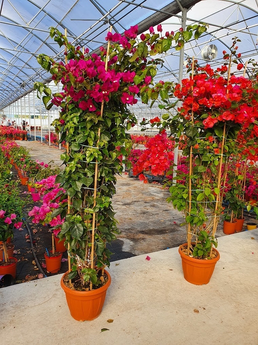 <h4>Bougainvillea overig</h4>