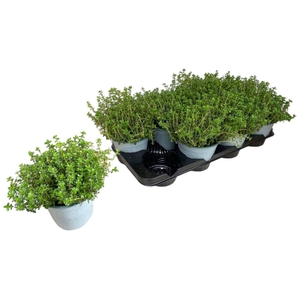 THYM CITRIODORUS