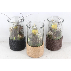 arr4 Narcis PL - Glas cilinder touw x6