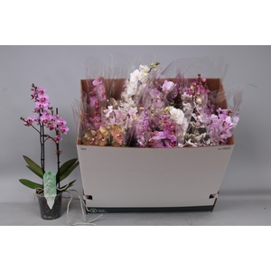 PHAL MF GEM 5 KL
