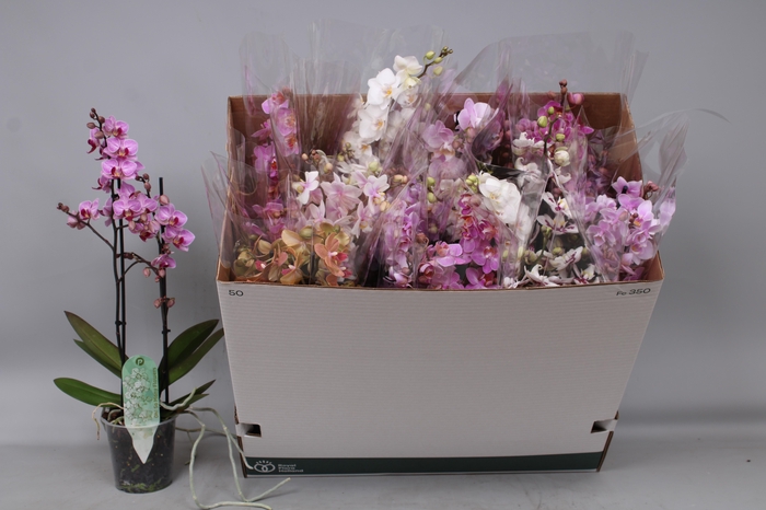 <h4>PHAL MF GEM 5 KL</h4>