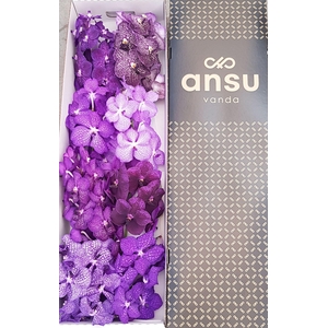 Vanda Purple mix X8