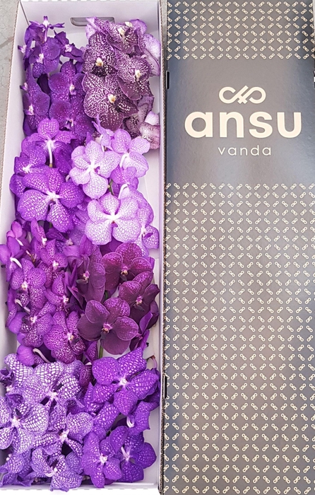 <h4>Vanda Purple mix X8</h4>