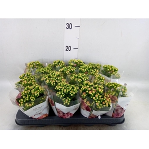 Kalanchoe blos. 'RosDon Alano'