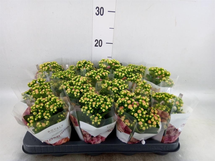 <h4>Kalanchoe blos. 'RosDon Alano'</h4>