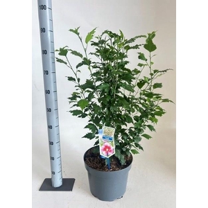 HIBIS SYRIACUS