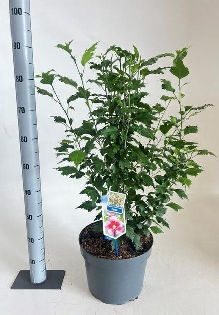 HIBIS SYRIACUS