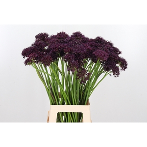 Allium Atropurpureum Zwart