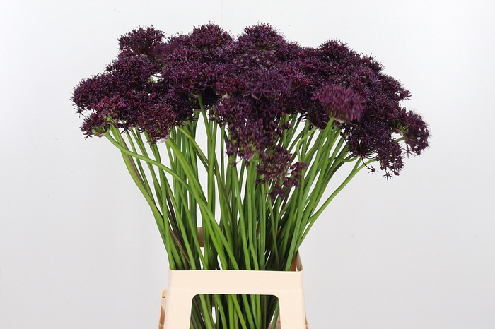 <h4>Allium Atropurpureum Zwart</h4>