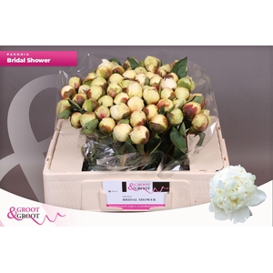 Paeonia Bridal Shower