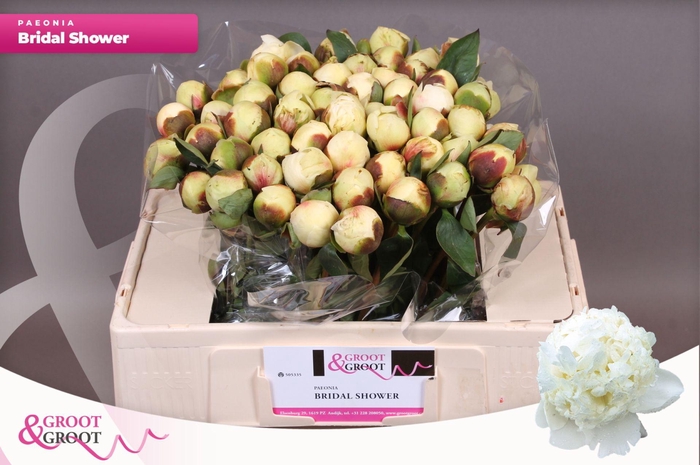 <h4>Paeonia Bridal Shower</h4>
