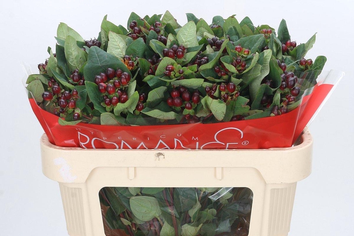 Hypericum Rocky Romance Spray